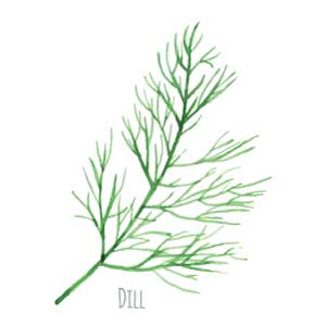 dill herb