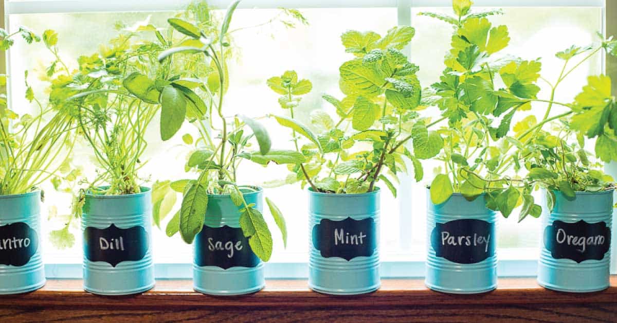 herbs window sill planter