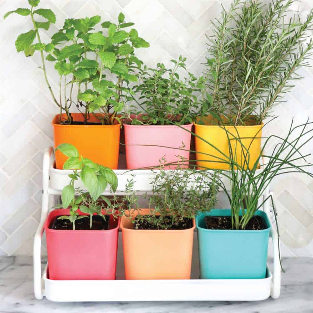 indoor herb garden examples