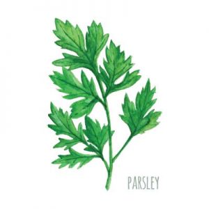 parsley
