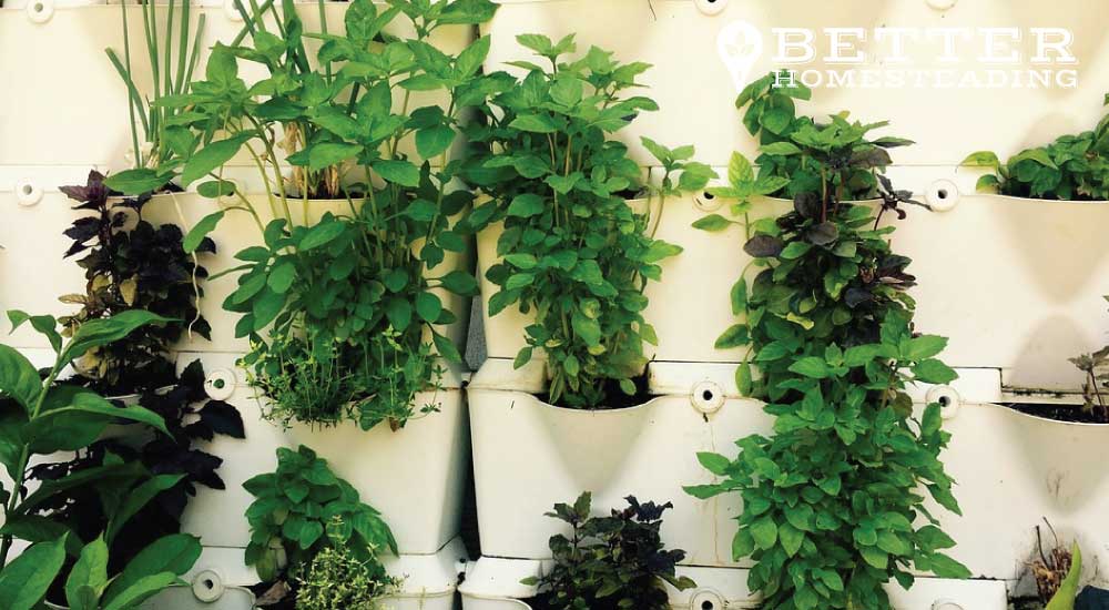vertical gardening